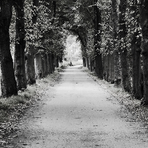 Tree nature forest grass Photo