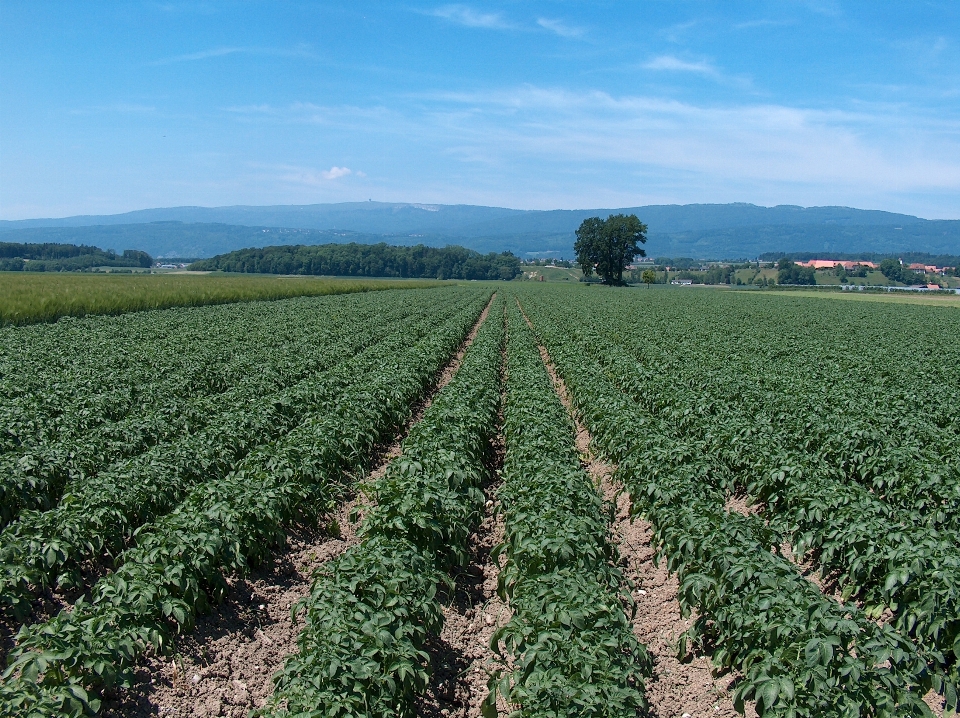 Campo azienda agricola fiore raccolto