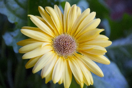 Nature blossom growth plant Photo