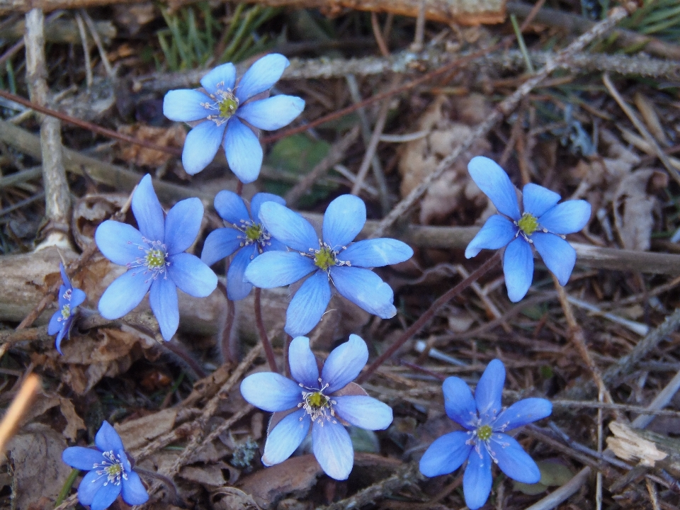 Nature blossom plant flower