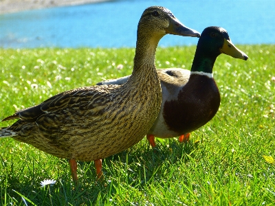 水 自然 鳥 日光 写真