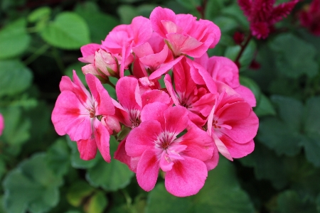 Nature plant flower petal Photo