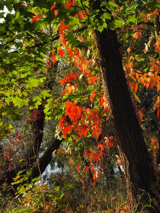 Drzewo natura las oddział