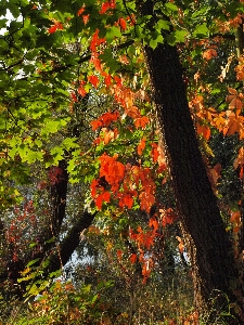 Tree nature forest branch Photo