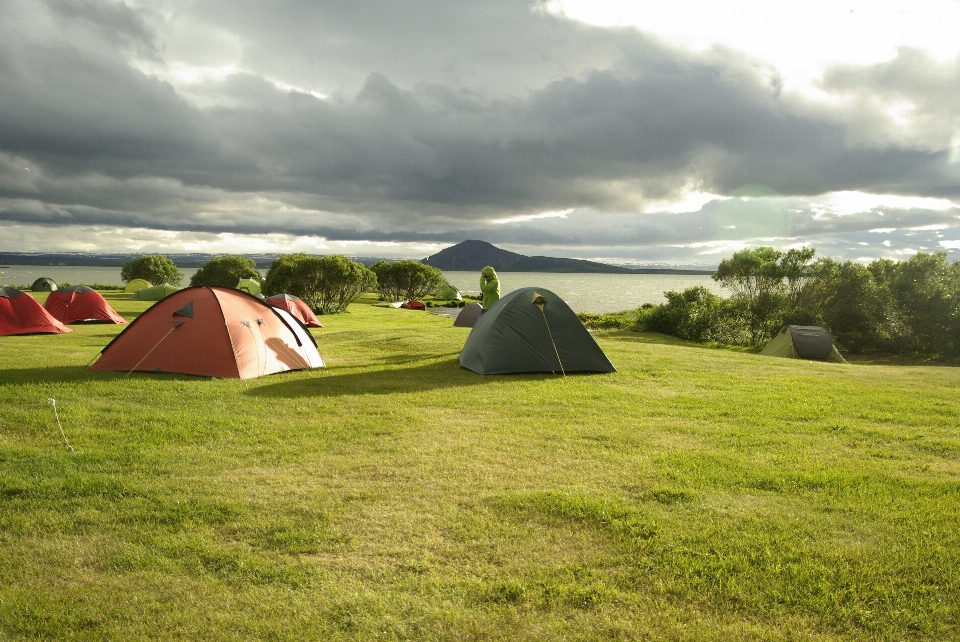 Grass meadow pasture iceland