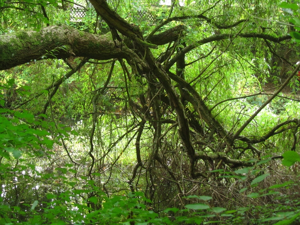 Landscape tree nature forest