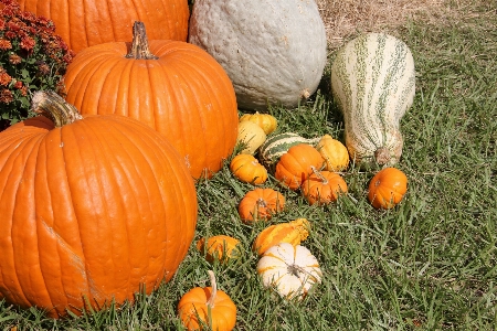 Fall flower produce autumn Photo