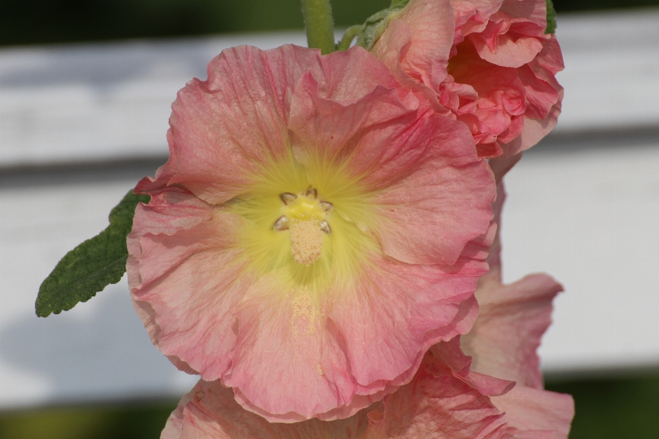 Natura fiore pianta petalo