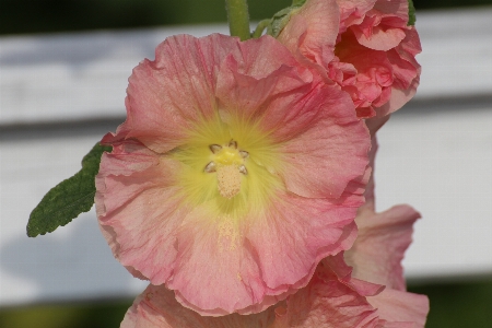 Nature blossom plant flower Photo