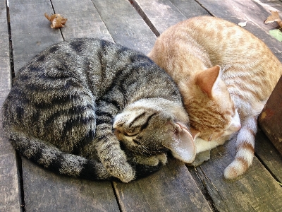 子猫 猫 哺乳類 休み 写真