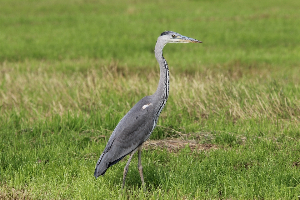 Oiseau aile prairie
 animal