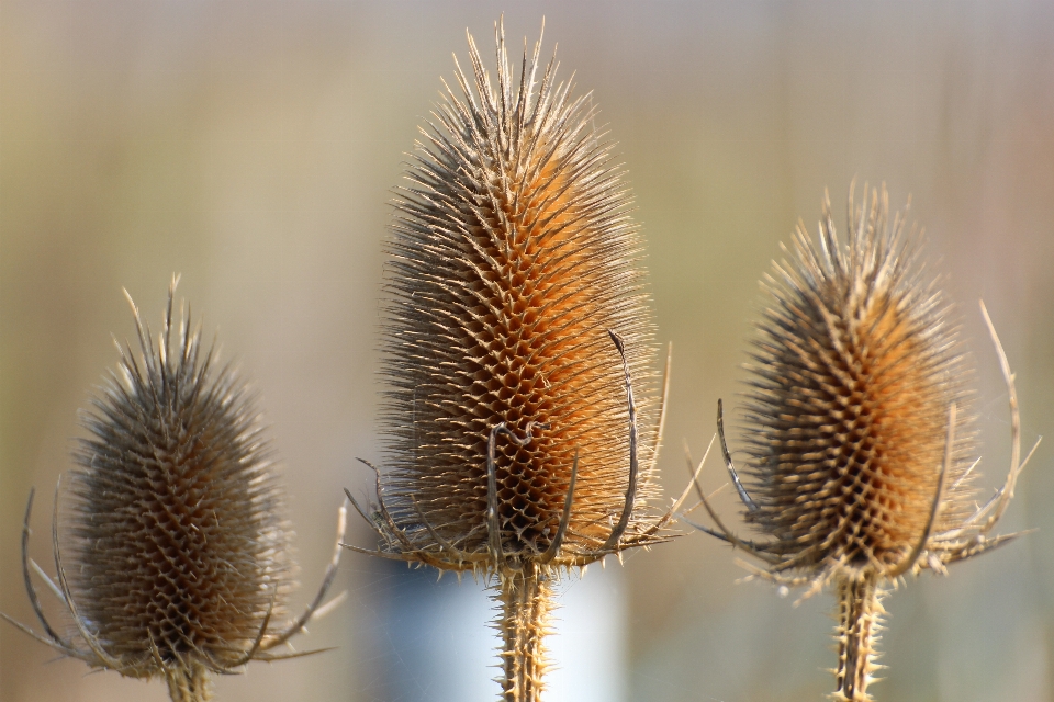 Nature branch plant photography