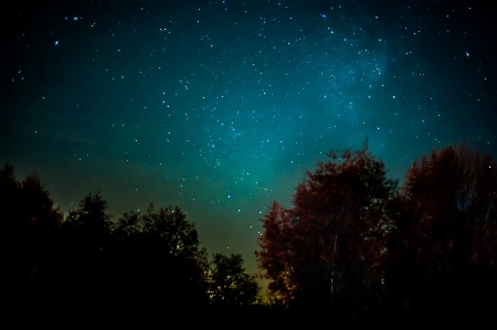 Forest sky night star Photo