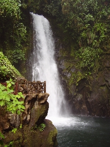 Water nature forest waterfall Photo