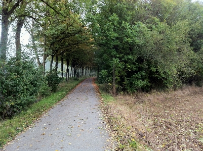 Tree nature road hiking Photo