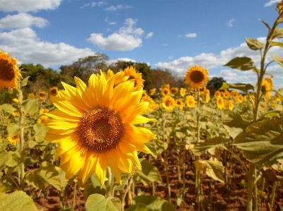 Plant field meadow prairie Photo