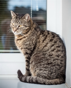 Window animal pet fur Photo