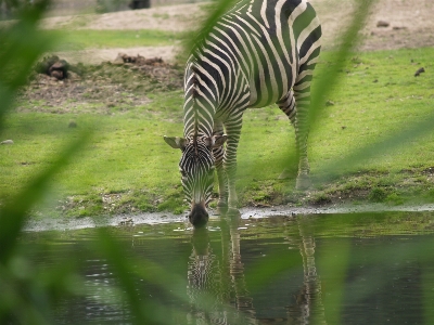 Nature grass animal wildlife Photo