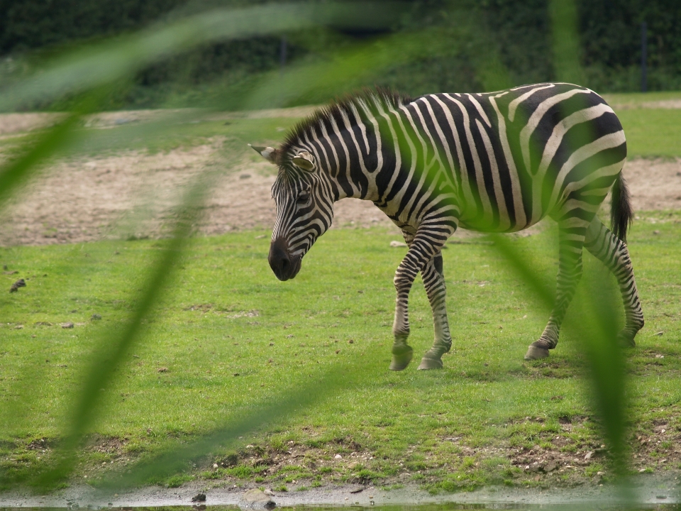 Nature herbe animal faune