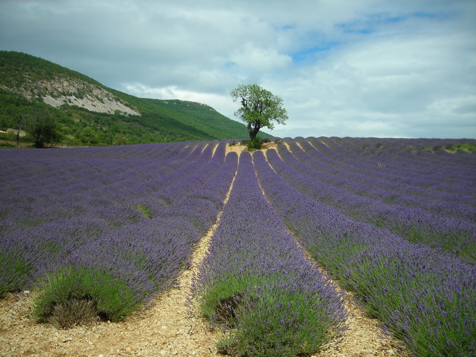 Paesaggio albero erba pianta