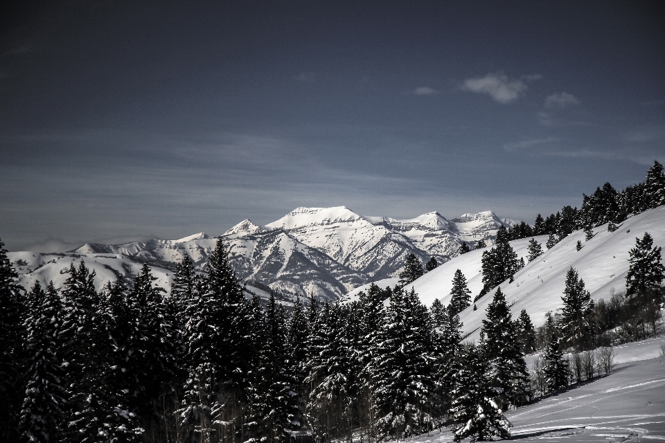 Baum wald berg schnee