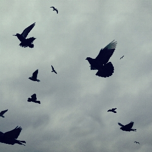 Nature bird wing sky Photo