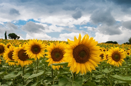 Foto All'aperto pianta cielo sole