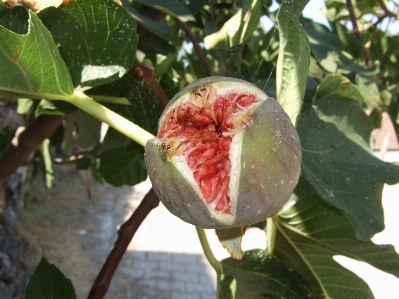 Apple branch plant fruit Photo