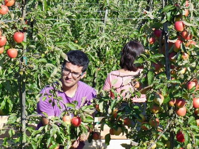 Apple plant fruit berry Photo