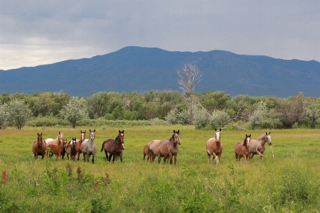 Landscape wilderness field meadow Photo