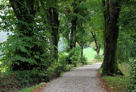 Tree nature forest wilderness Photo