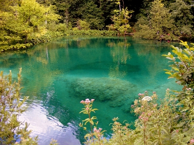 Forest flower lake pond Photo