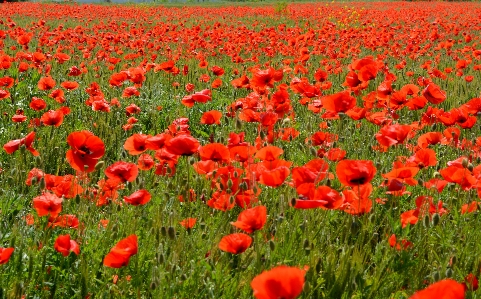 Foto Pianta campo prato
 fiore