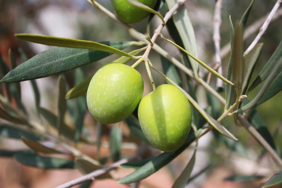 Tree branch plant fruit