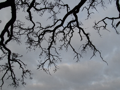 Foto Albero natura all'aperto ramo