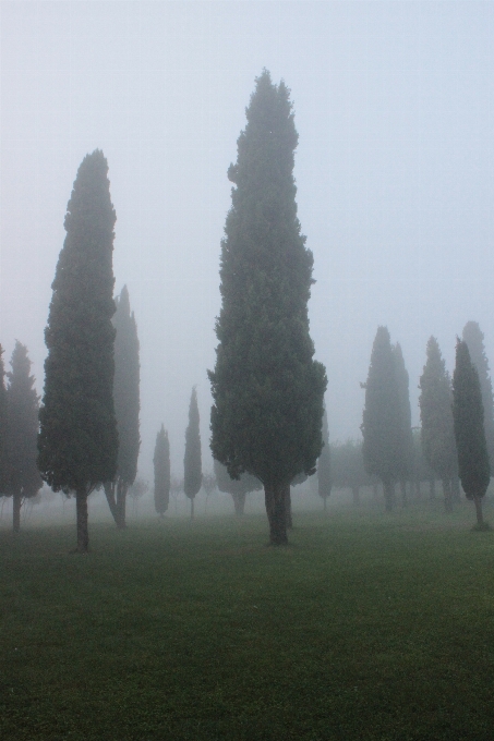 Baum natur wald nebel