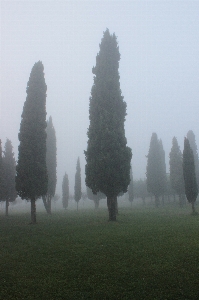 Tree nature forest fog Photo