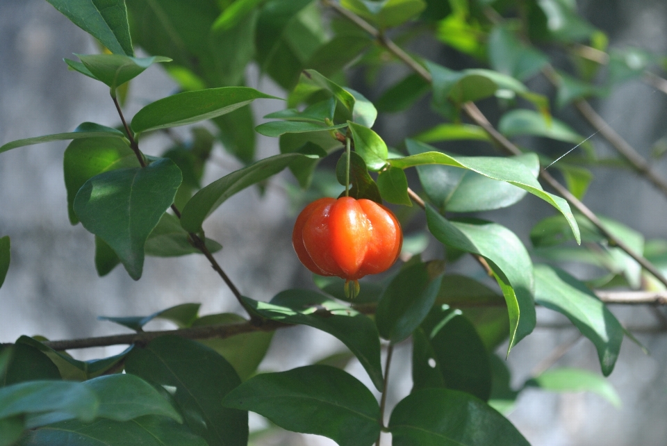 Nature bifurquer usine fruit