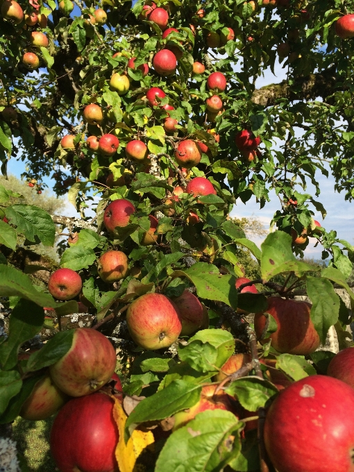 Apple árvore natureza filial