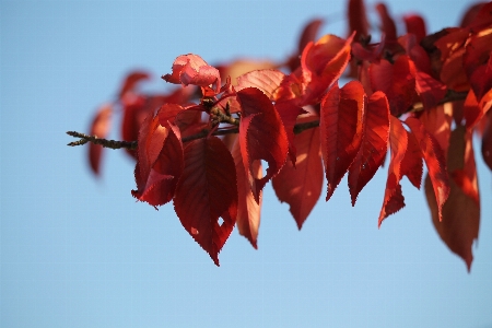 Tree nature branch plant Photo