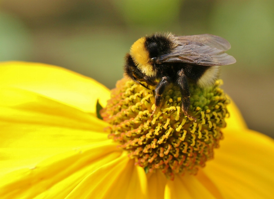 Natur blüte anlage fotografie