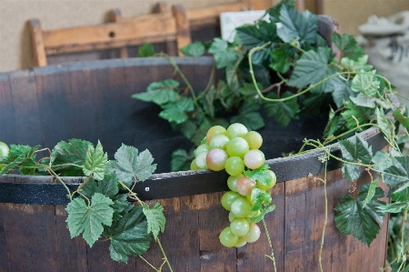 Plant grape vine wine Photo