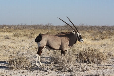 Prairie adventure animal wildlife Photo