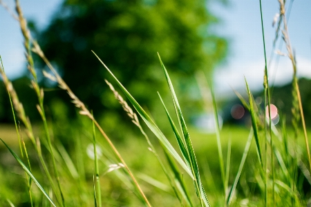 Water nature grass dew Photo