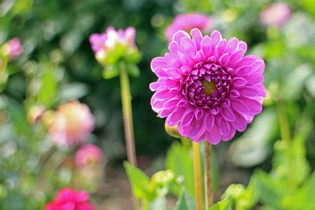 Blossom plant flower petal Photo