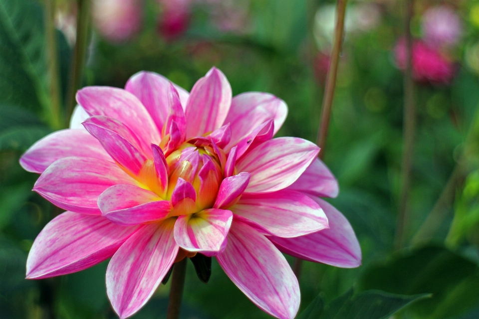 Blüte anlage blume blütenblatt