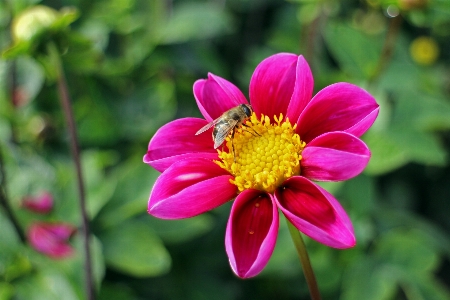 Nature blossom plant flower Photo