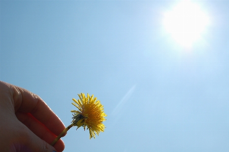 自然 花 ライト 植物 写真