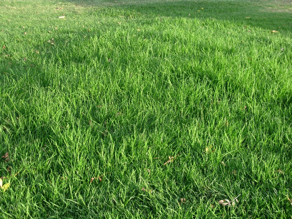 自然 草 植物 场地