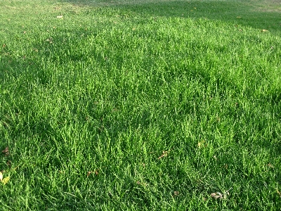 Nature grass plant field Photo